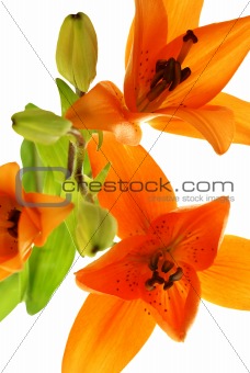 abstract picture with three lilys