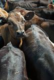 calves in a feedlot