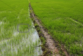 plant,  paddy field and sky at the countryside