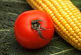 tomato on corn and greens background