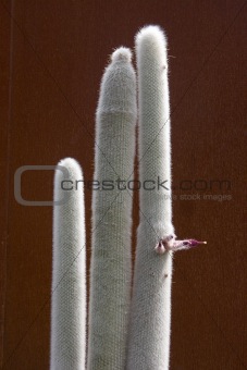Silver Torch Cactus