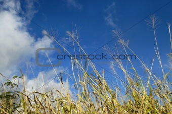 Big blue sky and meadow