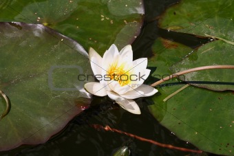 White lily on a background of water