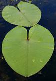 Two green leaves of a lily in the afternoon