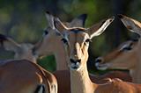 Impala: Aepyceros Melampus