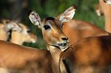 Impala: Aepyceros Melampus