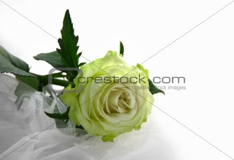 Greenish rose