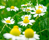 Camomile flowers on wide field