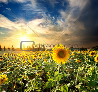 Sun and sunflowers