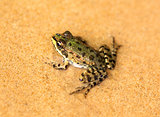 Green frog on sand