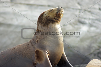 Seals, Beagle Channel, Argentina
