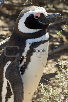 Magellanic Penguin, Argentina