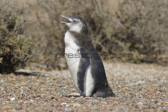 Magellanic Penguin, Argentina