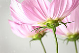 Closeup of cosmos flowers with vintage look
