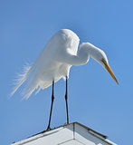 Great White Egret 