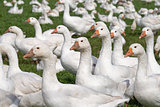 Free range geese