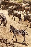 Masai Mara Zebra