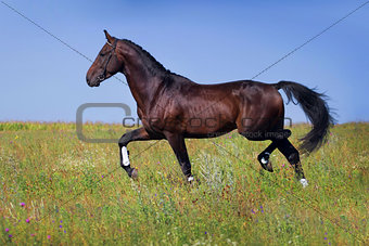 Horse trot
