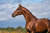 Red horse stallion