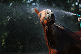 Horse wash