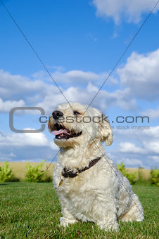 Bichon dog