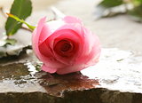 beautiful pink rose with water drops on a stone background