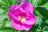 Bright pink flower rosehip