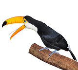 Toucan on the tree branch.