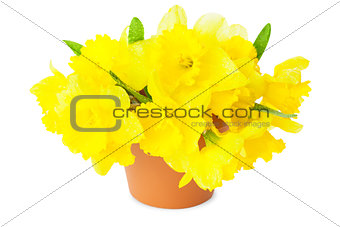 Yellow Narcissus / Daffodils 