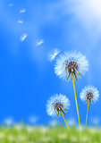Dandelion field