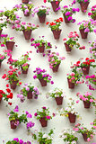 Flowerpots and colorful flower on a white wall,  Old European to