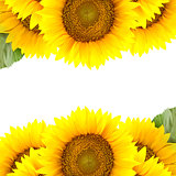 Border of large Sunflowers with  copy space