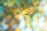 Spider and web in the nature