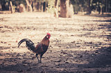 Chicken in the farm