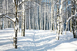 Footpath in sunny winter forest