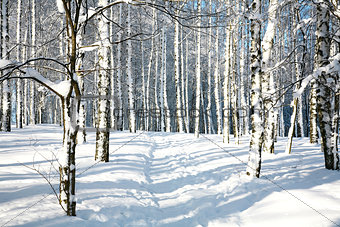 Footpath in sunny winter forest
