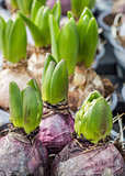 Hyacinth bulb