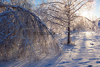 Damaged trees after an extreme ice storm.