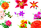 Floral collage.