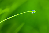 Dewdrop with Sky reflection on Blade of Grass / copy space backg
