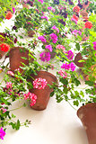 Flowerpots and colorful flower on a white wall with copy space f