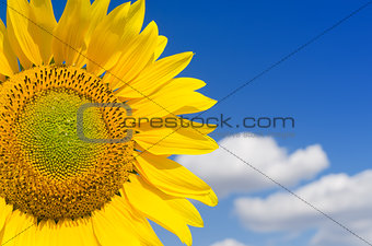 part of sunflower and blue sky