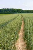 Technological tracks for crops processing on wheat field