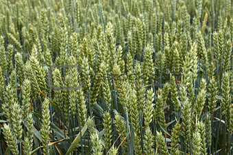 Green ripening wheat ears close-up