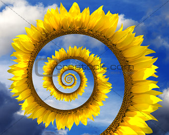 Abstract sunflower spiral