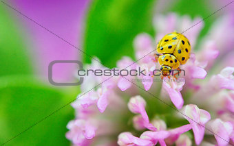 yellow ladybug on violet flowers