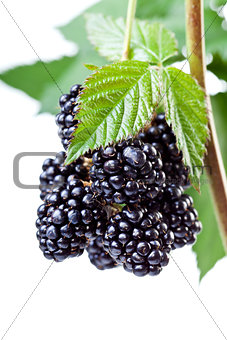 Blackberries on the twig