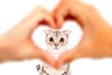  human hands make heart shape and cute cat 