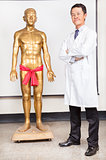 full of chinese medicine doctor and  human body Acupoint model