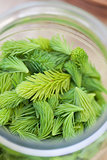 Spruce sprouts in a jar